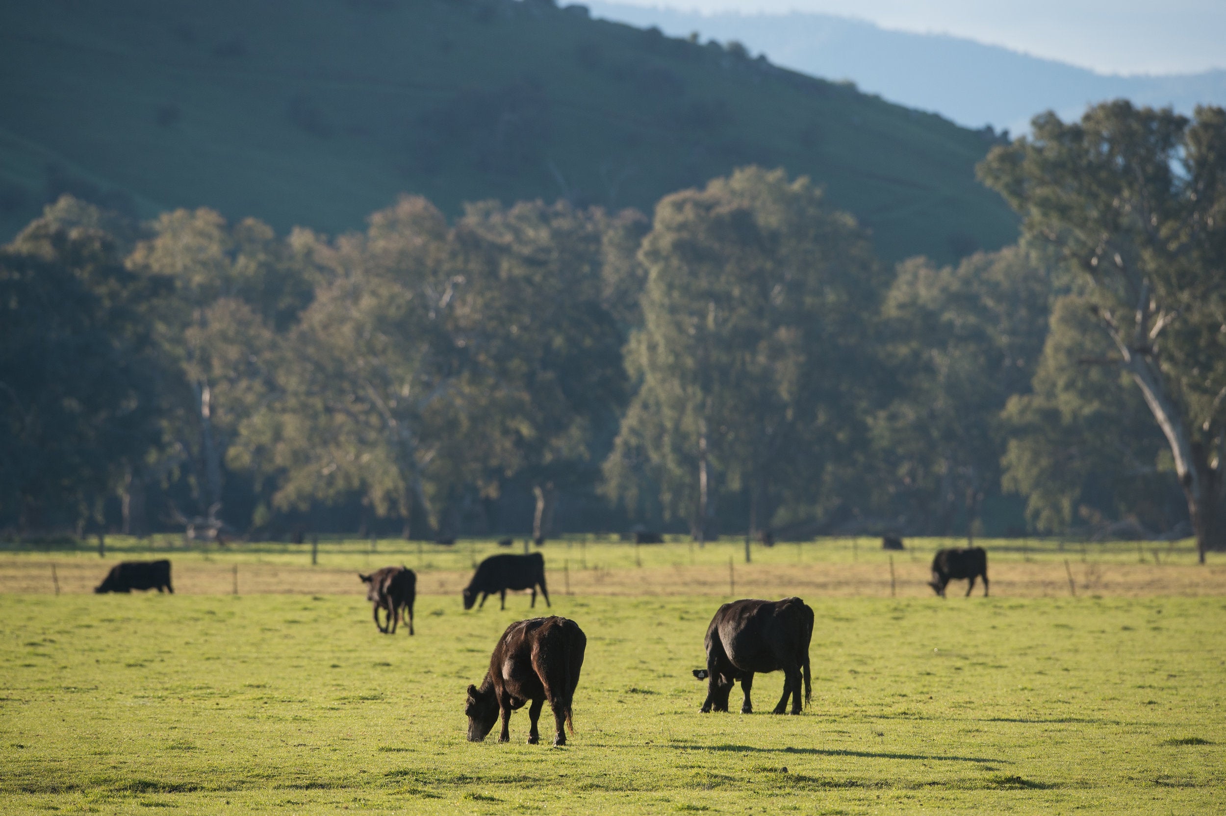 Murray Pure Pasture Raised Beef