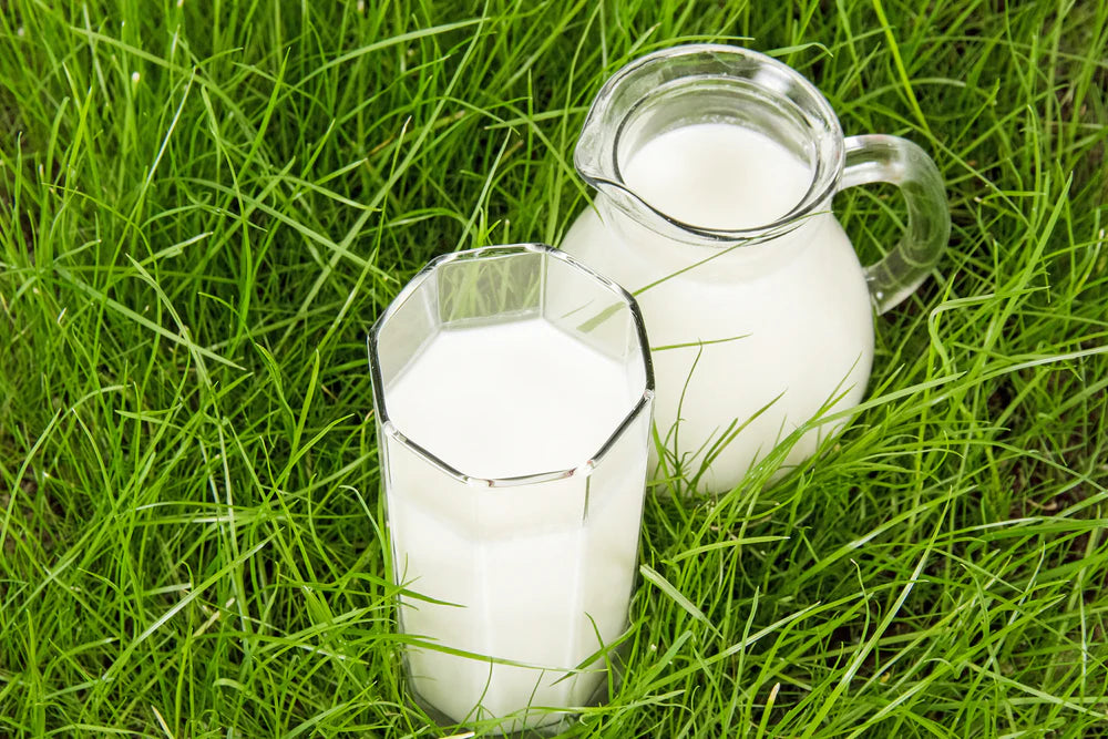 Grass-Fed Milk: What Is It and How Is It Different? (6 min. read)