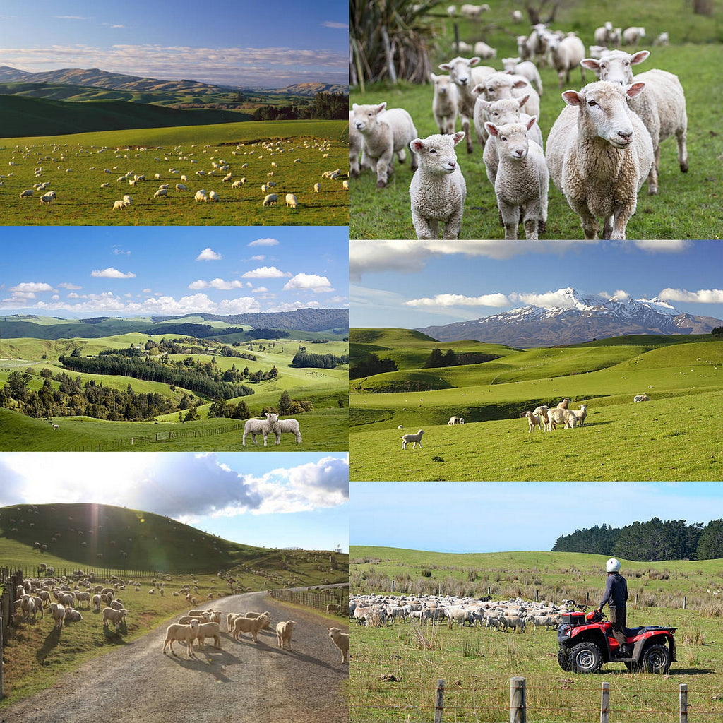 Grass-Fed Mutton Thick Skirt Mince Portioned Cubes from Australia (300g) - Horizon Farms